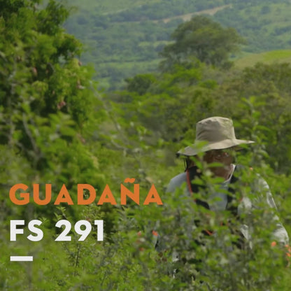 FS 291